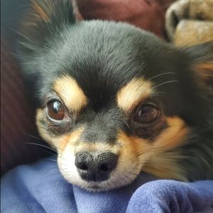 Meet your Posher, Samantha